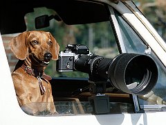 Smile! You're on Canine Camera